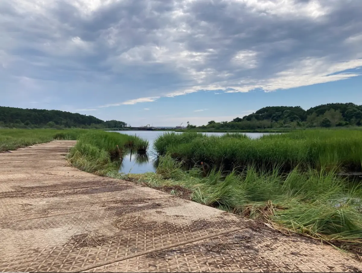 Salt marsh along the Herring River in Wellfleet